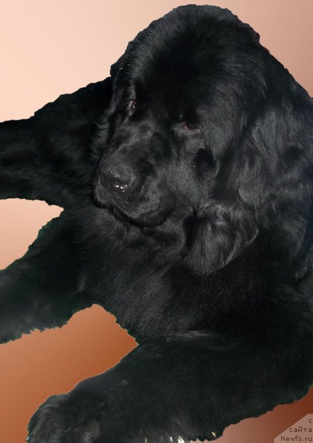 Фото: ньюфаундленд Bonita YEl' Oso Nyegro (Бонита Эль Осо Нэгро)