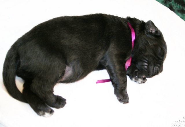 Фото: Черный кобель от, ньюфаундленд Bowaters Time Traveler, ньюфаундленд Begushaya po Volnam Vam I Ne Snilos (Бегущая по Волнам Вам и не Снилось)