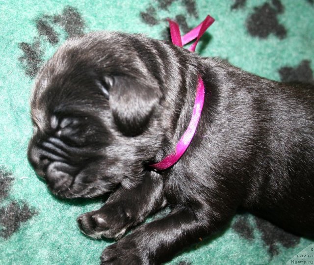 Фото: Черный кобель от, ньюфаундленд Bowaters Time Traveler, ньюфаундленд Begushaya po Volnam Vam I Ne Snilos (Бегущая по Волнам Вам и не Снилось)