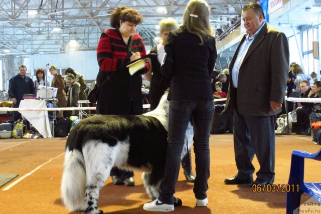 Фото: ньюфаундленд Plyushevaya Panda Stil'-Sankt-Peterburga (Плюшевая Панда Стиль-Санкт-Петербурга)