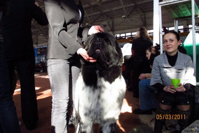 Фото: ньюфаундленд Plyushevaya Panda Stil'-Sankt-Peterburga (Плюшевая Панда Стиль-Санкт-Петербурга)