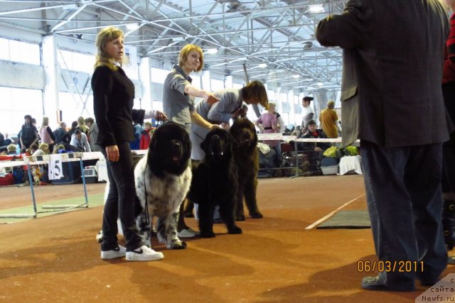 Фото: ньюфаундленд Plyushevaya Panda Stil'-Sankt-Peterburga (Плюшевая Панда Стиль-Санкт-Петербурга), ньюфаундленд Potap Schezara (Потап Щезара), ньюфаундленд Imperator iz Tsarstva Medvedey (Император из Царства Медведей)