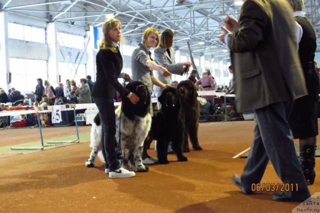 Фото: ньюфаундленд Plyushevaya Panda Stil'-Sankt-Peterburga (Плюшевая Панда Стиль-Санкт-Петербурга), ньюфаундленд Potap Schezara (Потап Щезара), ньюфаундленд Imperator iz Tsarstva Medvedey (Император из Царства Медведей)