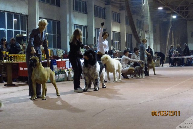 Фото: ньюфаундленд Plyushevaya Panda Stil'-Sankt-Peterburga (Плюшевая Панда Стиль-Санкт-Петербурга)