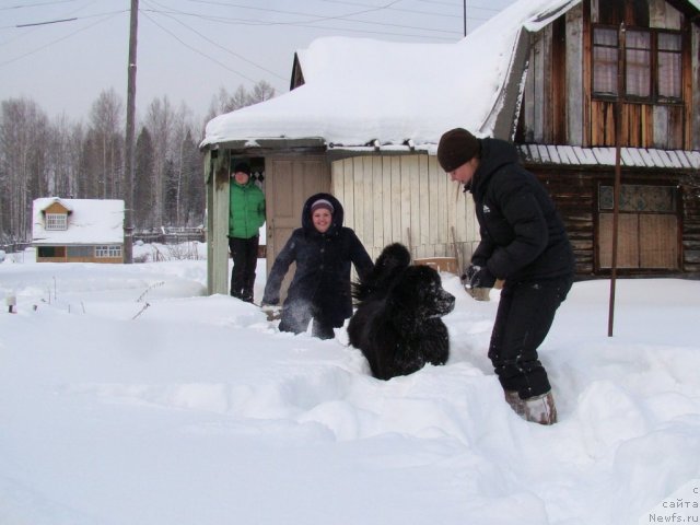 Фото: ньюфаундленд Super Bizon Deka (Супер Бизон Дека), ньюфаундленд Koldovskaya Lyubov' (Колдовская Любовь), Alyona SCHelkonogova (Алёна Щелконогова), Ekaterina Jironkina (Екатерина Жиронкина)