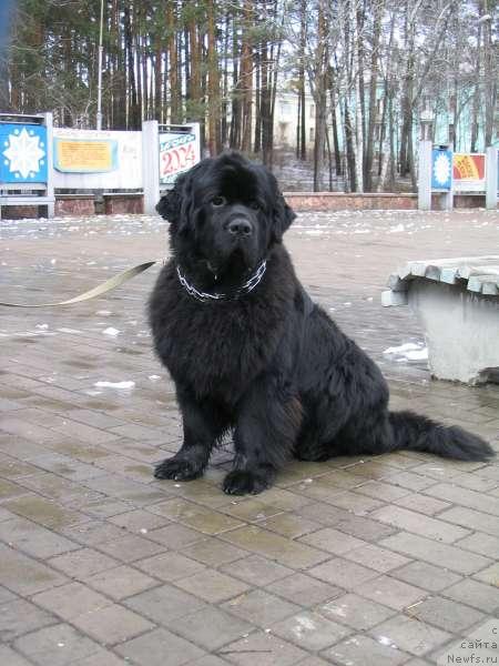 Фото: ньюфаундленд Tsarevich Slavny iz Medvejyego Yara (Царевич Славный из Медвежьего Яра)