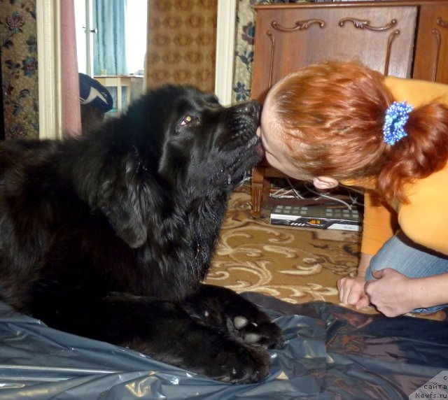 Фото: ньюфаундленд Al'tair Stayl (Альтаир Стайл)