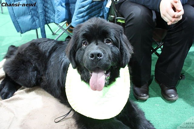 Фотография № 60909