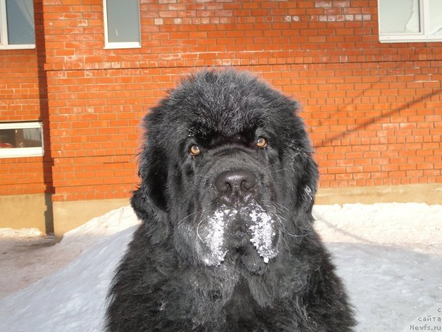 Фото: ньюфаундленд Baloven' Sud'byi (Баловень Судьбы)