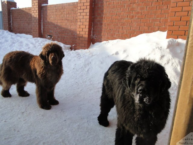 Фото: ньюфаундленд Baloven' Sud'byi (Баловень Судьбы), ньюфаундленд Barhatka Roskoshnaya (Бархатка Роскошная)