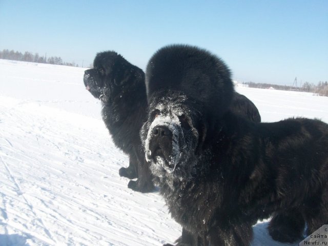 Фото: ньюфаундленд Yarada iz Sibirskoy Glubinki (Ярада из Сибирской Глубинки), ньюфаундленд Karat iz Medvejyego Yara (Карат из Медвежьего Яра)