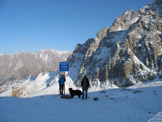 Фото: ньюфаундленд Mag Ispolin Elana (Маг Исполин Елана)