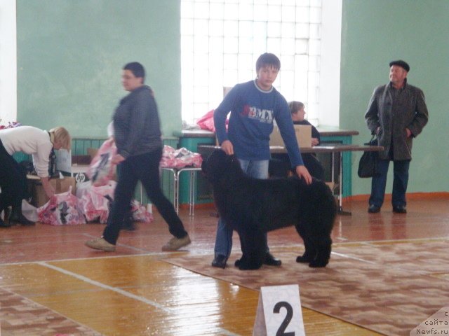 Фото: ньюфаундленд Ih Visochestvo Gloria Airis (Их Высочество Глория Айрис), Vladimir Ignatenko (Владимир Игнатенко)
