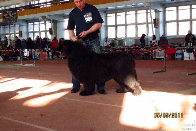 Фото: ньюфаундленд Djakonda Iz Hizhiny Dyadi Dzheri (Джаконда Из Хижины Дяди Джери)