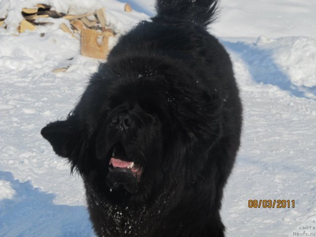 Фото: ньюфаундленд Ih Vyisochestvo Vladlena Madjiks (Их Высочество Владлена Маджикс)
