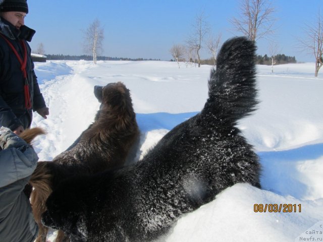 Фото: ньюфаундленд Ih Vyisochestvo Vladlena Madjiks (Их Высочество Владлена Маджикс), Aleksey Nistratov (Алексей Нистратов), Даник