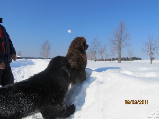 Фото: ньюфаундленд Ih Vyisochestvo Vladlena Madjiks (Их Высочество Владлена Маджикс), Даник