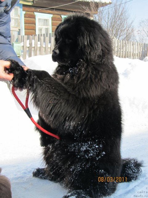 Фото: ньюфаундленд Ih Vyisochestvo Vladlena Madjiks (Их Высочество Владлена Маджикс)