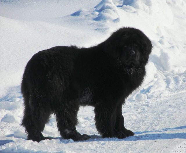 Фото: ньюфаундленд Ih Vyisochestvo Vladlena Madjiks (Их Высочество Владлена Маджикс)
