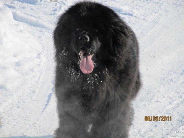 Фото: ньюфаундленд Ih Vyisochestvo Vladlena Madjiks (Их Высочество Владлена Маджикс)