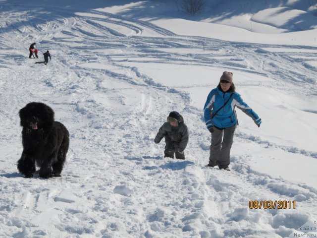 Фото: ньюфаундленд Ih Vyisochestvo Vladlena Madjiks (Их Высочество Владлена Маджикс), Irina Nistratova (Ирина Нистратова)