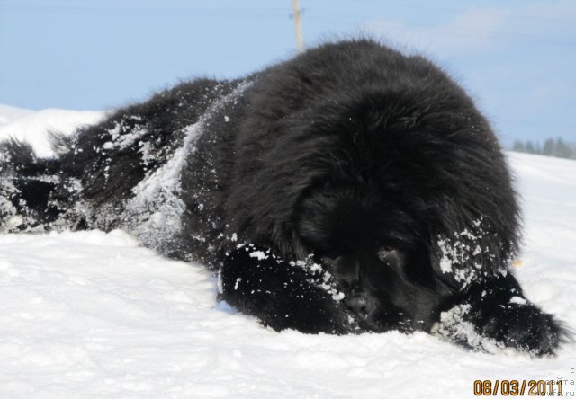 Фото: ньюфаундленд Ih Vyisochestvo Vladlena Madjiks (Их Высочество Владлена Маджикс)