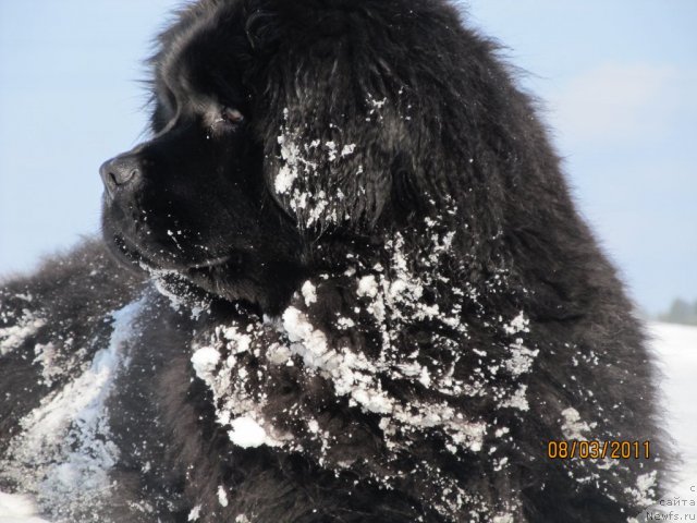Фото: ньюфаундленд Ih Vyisochestvo Vladlena Madjiks (Их Высочество Владлена Маджикс)