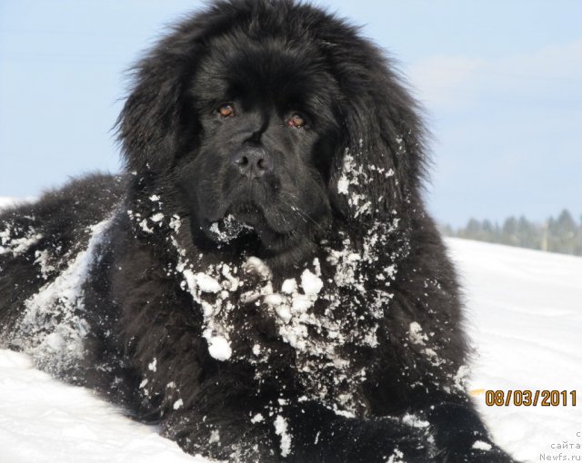 Фото: ньюфаундленд Ih Vyisochestvo Vladlena Madjiks (Их Высочество Владлена Маджикс)