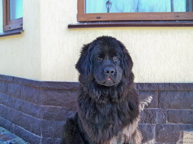 Фото: ньюфаундленд Velyke Malyatko Zapovid' Predkiv