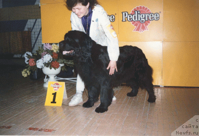 Фото: ньюфаундленд Hanna Rif Barri Bie (Ханна Риф Барри Биэ)