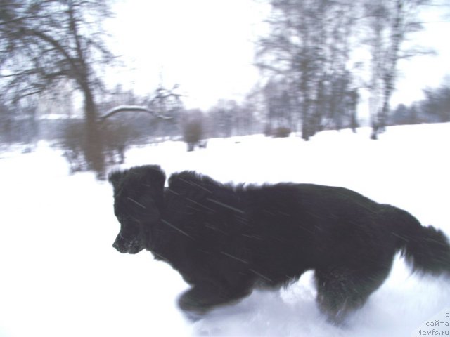 Фото: ньюфаундленд Velyke Malyatko Zaruchena z Morem