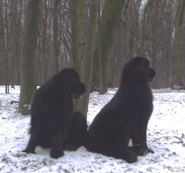 Фото: ньюфаундленд Charivna Cherepashka Bolshoj Malysh (Чаривна Черепашка Большой Малыш), ньюфаундленд Velyke Malyatko Zaruchena z Morem