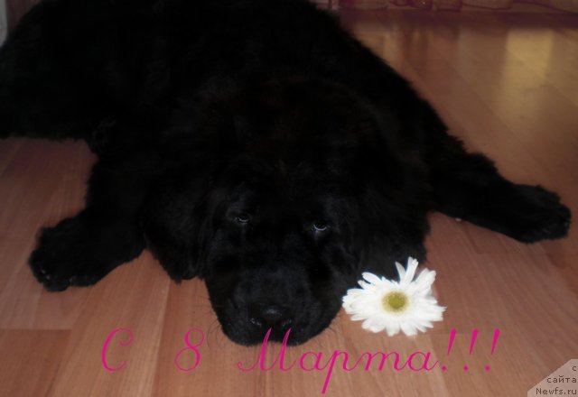 Фото: ньюфаундленд YU-Piter from Piter (Ю-Питер фром Питер)