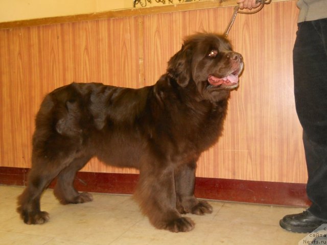 Фото: ньюфаундленд Fann'yuf Akudzyava Nazarovna (Фанньюф Акудзява Назаровна)