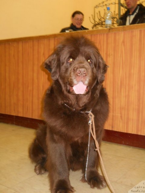 Фото: ньюфаундленд Fann'yuf Akudzyava Nazarovna (Фанньюф Акудзява Назаровна)