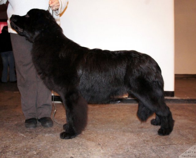 Фотография № 61020