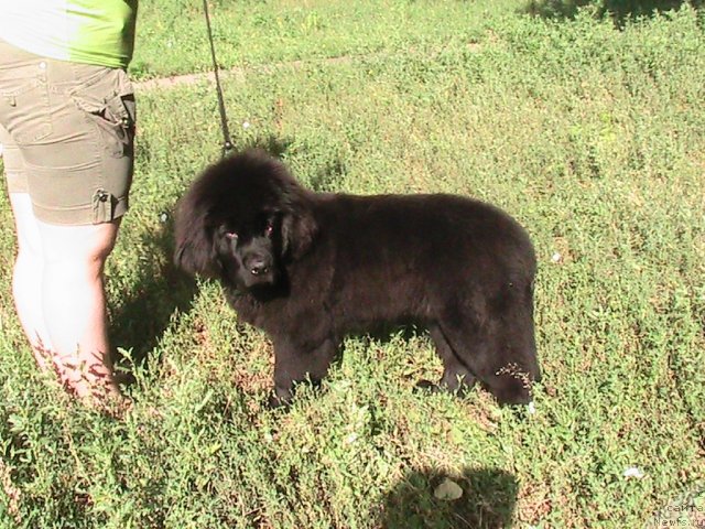 Фото: ньюфаундленд Linda-Meri Lin (Линда-Мери Лин)