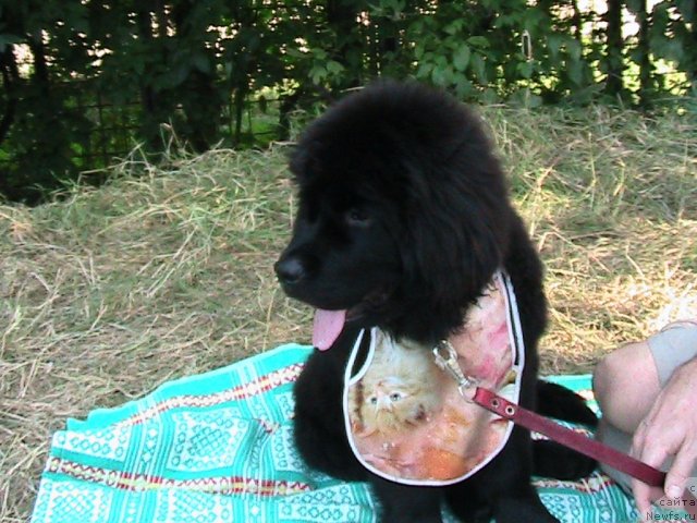 Фото: ньюфаундленд Linda-Meri Lin (Линда-Мери Лин)