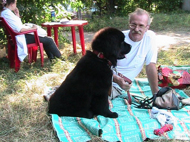 Фото: ньюфаундленд Linda-Meri Lin (Линда-Мери Лин)