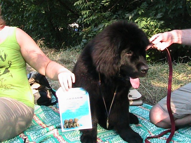 Фото: ньюфаундленд Linda-Meri Lin (Линда-Мери Лин)