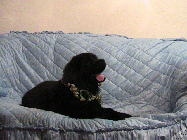 Фото: ньюфаундленд Linda-Meri Lin (Линда-Мери Лин)