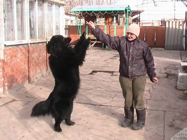 Фото: ньюфаундленд Linda-Meri Lin (Линда-Мери Лин), Lina SHershenevich (Лина Шершеневич)