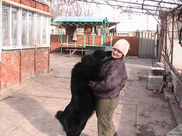 Фото: ньюфаундленд Linda-Meri Lin (Линда-Мери Лин), Lina SHershenevich (Лина Шершеневич)
