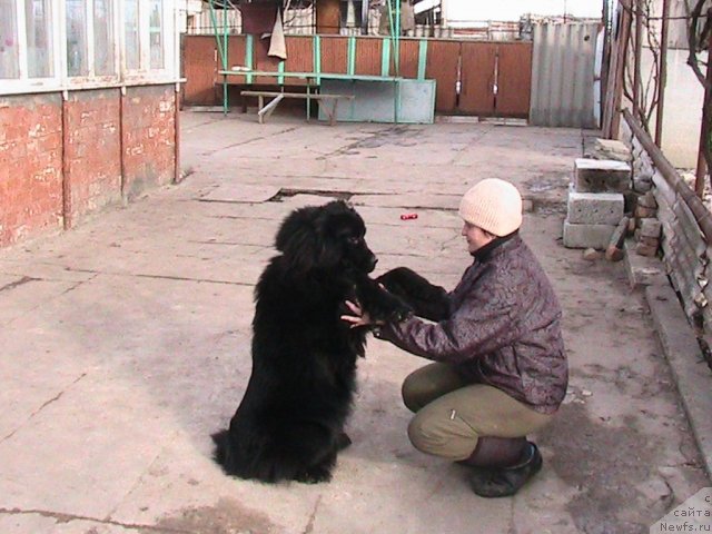 Фото: ньюфаундленд Linda-Meri Lin (Линда-Мери Лин), Lina SHershenevich (Лина Шершеневич)