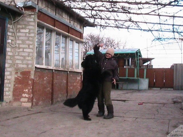 Фото: ньюфаундленд Linda-Meri Lin (Линда-Мери Лин), Lina SHershenevich (Лина Шершеневич)