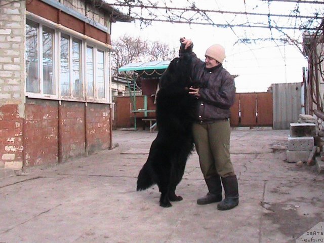 Фото: ньюфаундленд Linda-Meri Lin (Линда-Мери Лин), Lina SHershenevich (Лина Шершеневич)