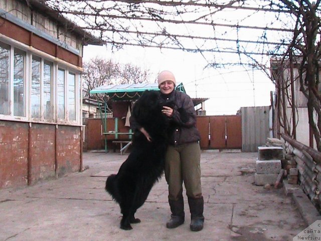 Фото: ньюфаундленд Linda-Meri Lin (Линда-Мери Лин), Lina SHershenevich (Лина Шершеневич)