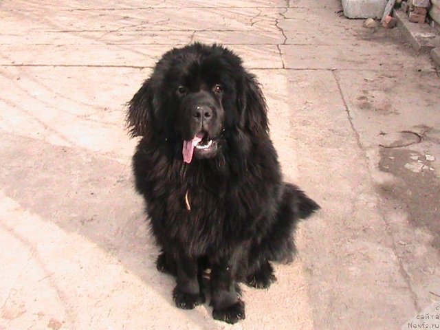 Фото: ньюфаундленд Linda-Meri Lin (Линда-Мери Лин)