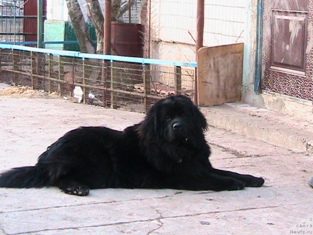 Фото: ньюфаундленд Linda-Meri Lin (Линда-Мери Лин)