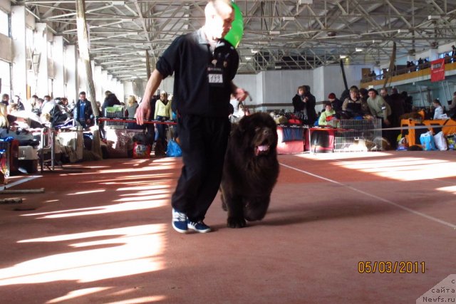 Фото: ньюфаундленд Diamond (Диамонд)